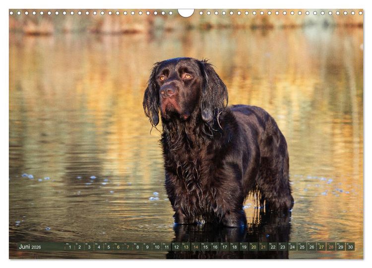 Produktbild: Jagdhund im Portrait - Deutsch Langhaar (Wandkalender 2026 DIN A3 quer), CALVENDO Monatskalender