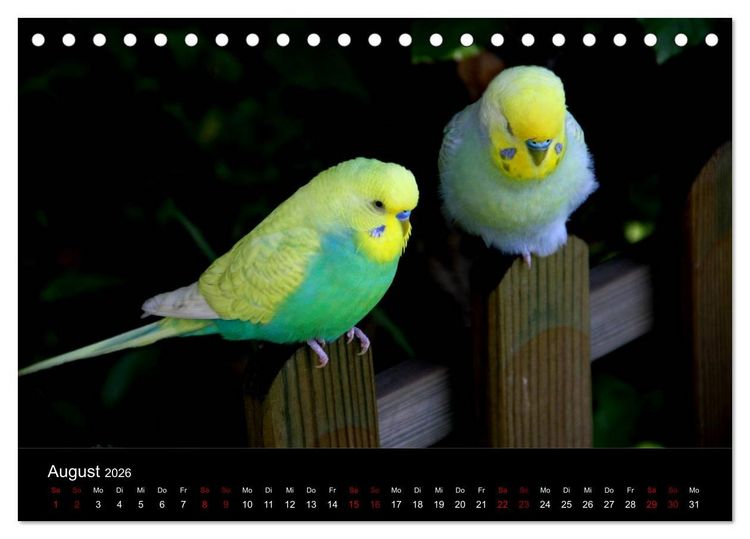 Produktbild: Wellensittichtr&auml;ume - Der neue Wellensittich-Naturkalender (Tischkalender 2026 DIN A5 quer), CALVENDO Monatskalender