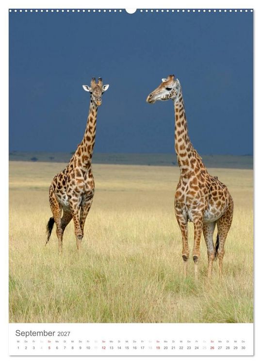 Produktbild: Magie des Augenblicks - Giraffen - Riesen der Savanne (Wandkalender 2027 DIN A2 hoch), CALVENDO Monatskalender