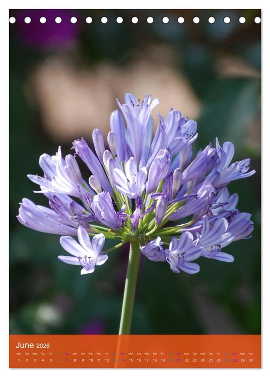 Produktbild: Mexican Garden Flowers - Aguascalientes (Desk Calendar 2026 DIN A5 portrait), CALVENDO 12 Month DeskCalendar