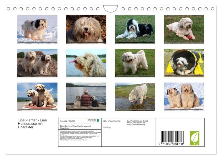 Produktbild: Tibet-Terrier - Eine Hunderasse mit Charakter (Wandkalender 2026 DIN A4 quer), CALVENDO Monatskalender