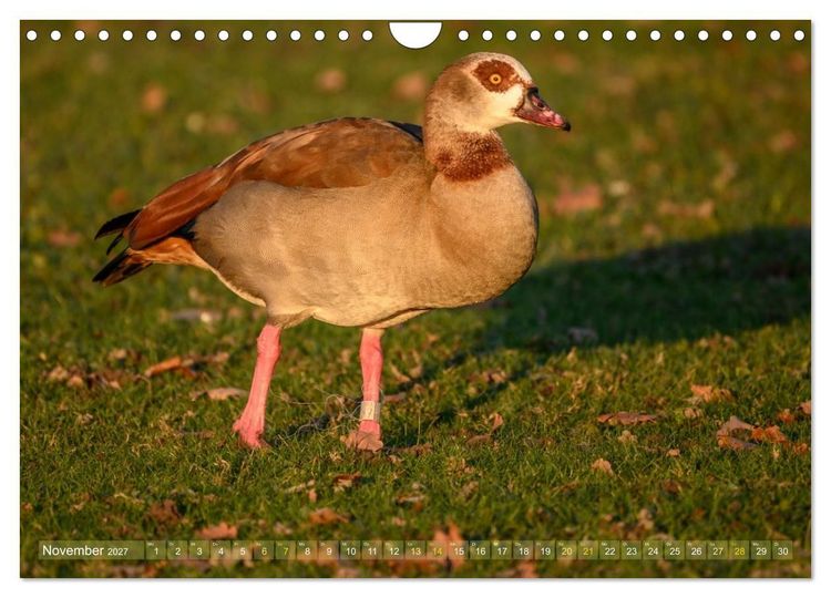 Produktbild: Gans sch&ouml;n wild (Wandkalender 2027 DIN A4 quer), CALVENDO Monatskalender