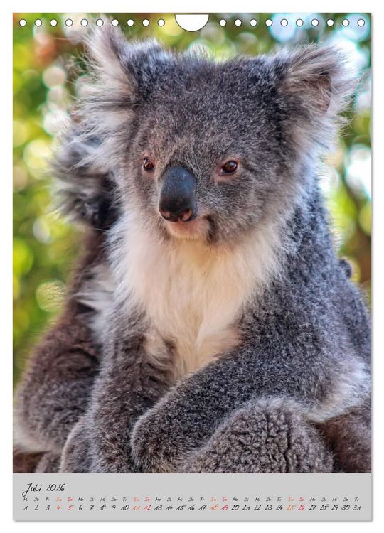 Produktbild: Koala, kleiner B&auml;r (Wandkalender 2026 DIN A4 hoch), CALVENDO Monatskalender
