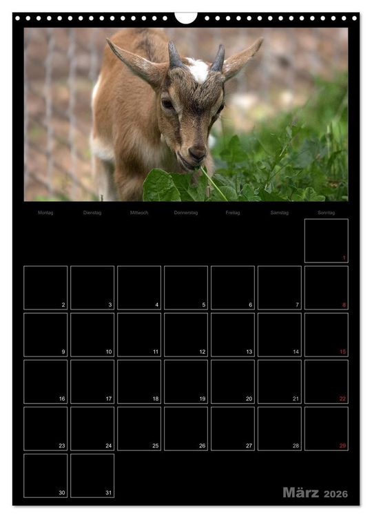 Produktbild: Zwergziegen (Wandkalender 2026 DIN A3 hoch), CALVENDO Monatskalender