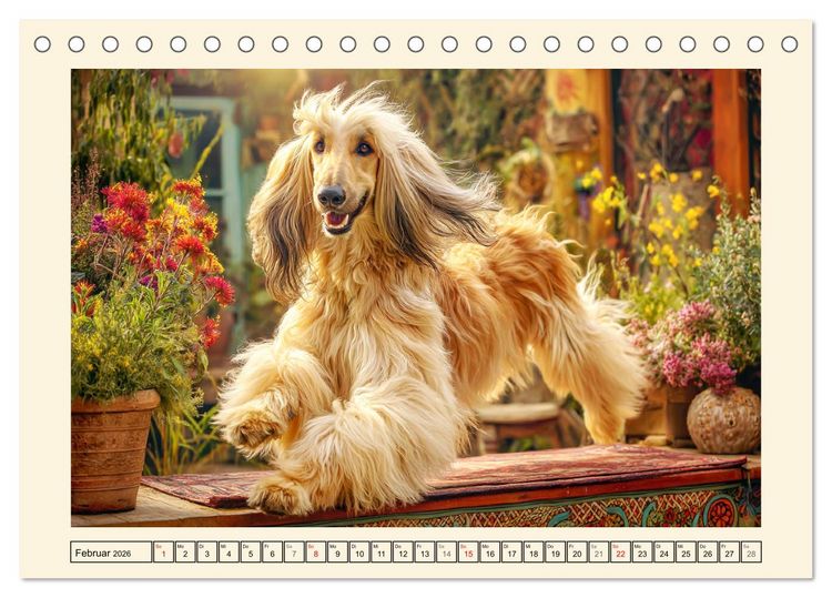 Produktbild: Afghanischer Windhund. Eleganter Sichtj&auml;ger und sensibler Couch-Potatoe (Tischkalender 2026 DIN A5 quer), CALVENDO Monatskalender