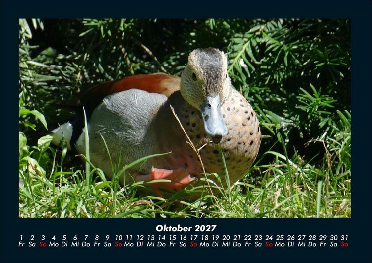 Produktbild: V&ouml;gel 2027 Fotokalender DIN A4