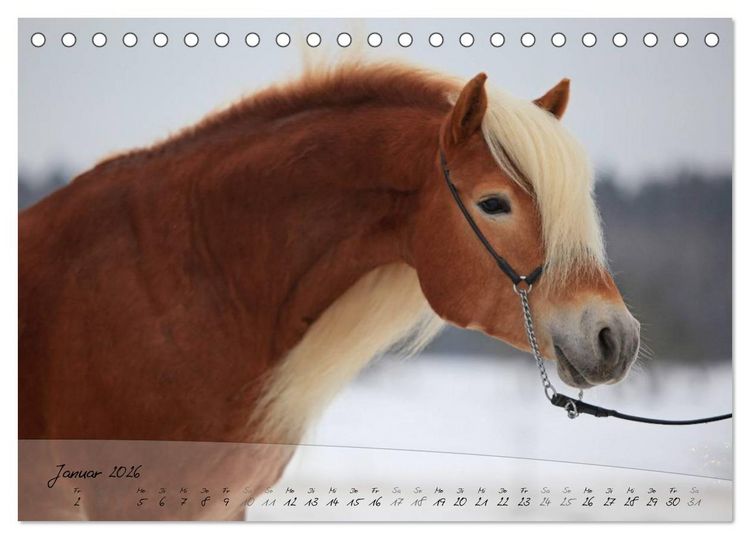 Produktbild: Haflinger-Pferde in Reinzucht (Tischkalender 2026 DIN A5 quer), CALVENDO Monatskalender