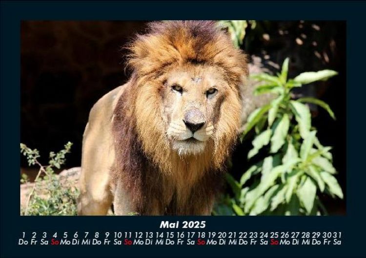 Produktbild: L&ouml;wen in der Wildnis 2025 Fotokalender DIN A5