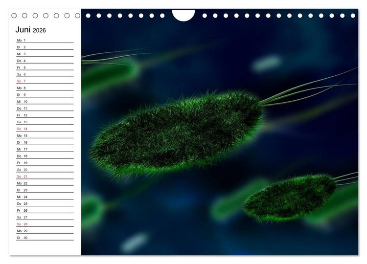 Produktbild: Mikrobiologie. Mikroorganismen, Genetik und Zellen (Wandkalender 2026 DIN A4 quer), CALVENDO Monatskalender