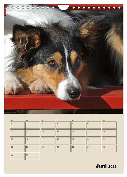 Produktbild: Border Collie - Ein Familienplaner (Wandkalender 2026 DIN A4 hoch), CALVENDO Monatskalender