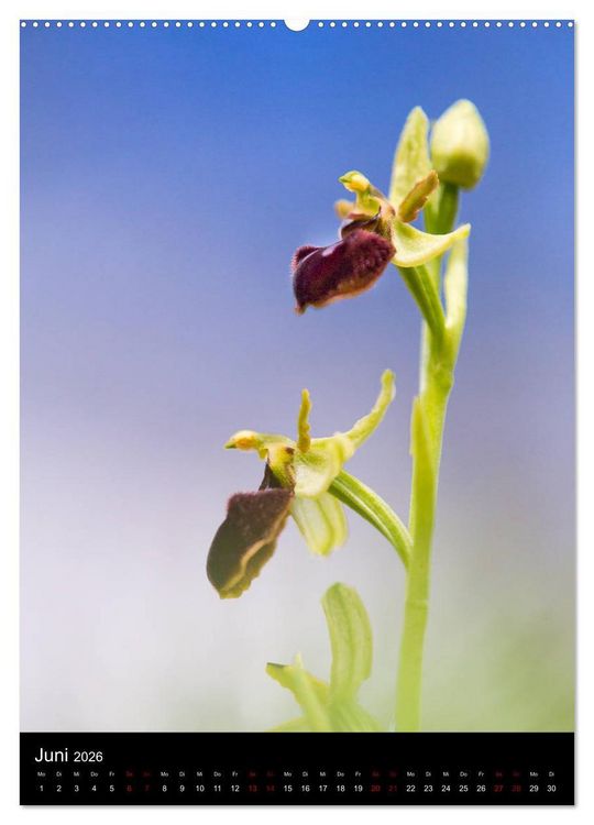 Produktbild: Im richtigen Licht: Wilde Orchideen in S&uuml;dbayern (hochwertiger Premium Wandkalender 2026 DIN A2 hoch), Kunstdruck in Hochglanz