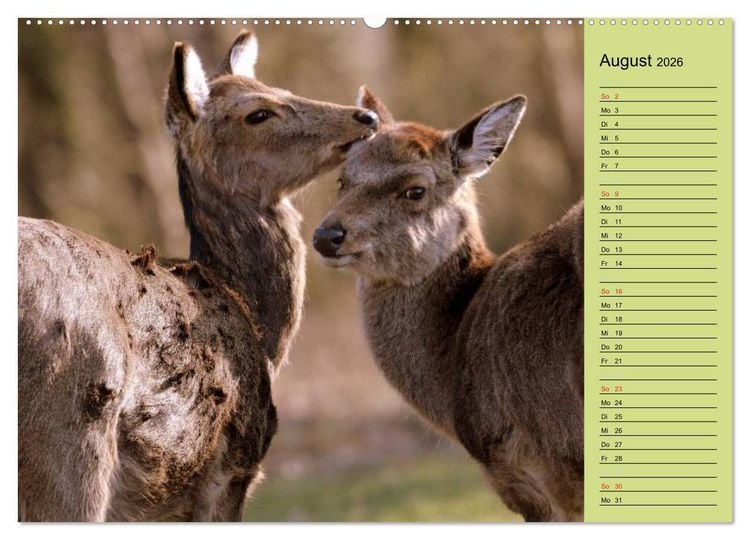 Produktbild: Hirsche - K&ouml;nige des Waldes/Geburtstagskalender (hochwertiger Premium Wandkalender 2026 DIN A2 quer), Kunstdruck in Hochglanz