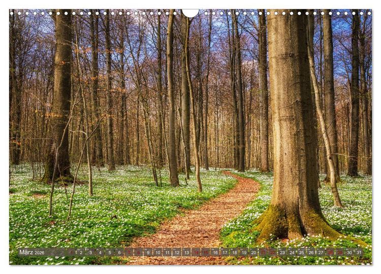 Produktbild: Wege zur Entspannung 2026 (Wandkalender 2026 DIN A3 quer), CALVENDO Monatskalender