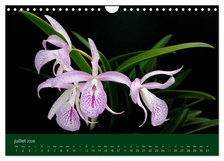 Produktbild: Les Orchid&eacute;es (Calendrier mural 2026 DIN A4 vertical), CALVENDO calendrier mensuel