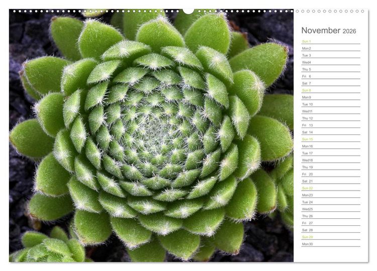 Produktbild: Sempervivum Fascinating Succulents (High Quality Premium Wall Calendar 2026 DIN A2 landscape),CALVENDO 12 Month Wall Calendar