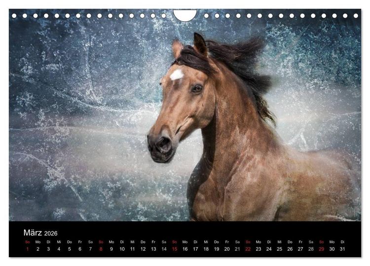Produktbild: Pferde zum Tr&auml;umen (Wandkalender 2026 DIN A4 quer), CALVENDO Monatskalender