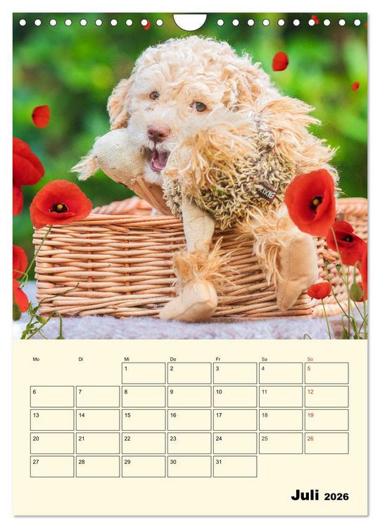 Produktbild: Jahresplaner Lagotto Romagnolo Welpen (Wandkalender 2026 DIN A4 hoch), CALVENDO Monatskalender