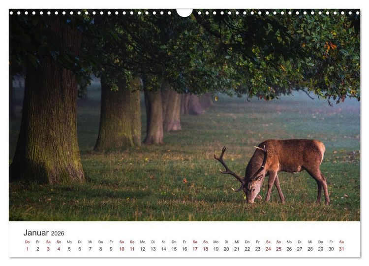 Produktbild: Rothirsche - Die imposanten K&ouml;nige der W&auml;lder. (Wandkalender 2026 DIN A3 quer), CALVENDO Monatskalender