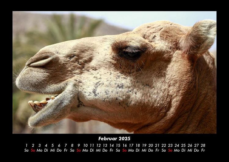 Produktbild: Zoobewohner 2025 Fotokalender DIN A3