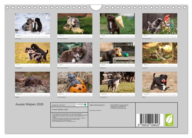 Produktbild: Aussie Welpen 2026 (Wandkalender 2026 DIN A4 quer), CALVENDO Monatskalender