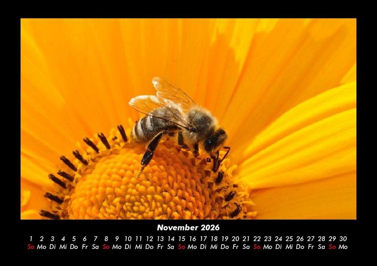 Produktbild: Bien 2026 Fotokalender DIN A3