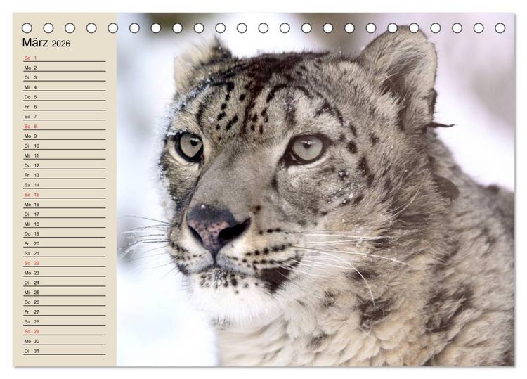 Produktbild: Schneeleoparden. Geschmeidige Gebirgsj&auml;ger (Tischkalender 2026 DIN A5 quer), CALVENDO Monatskalender