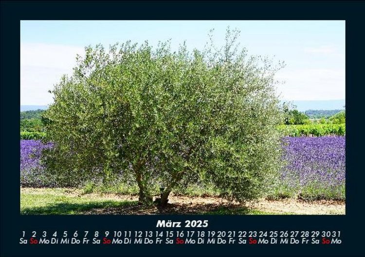 Produktbild: B&auml;ume 2025 Fotokalender DIN A5