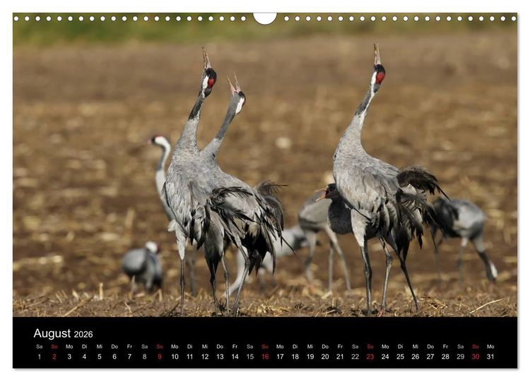 Produktbild: Kraniche (Wandkalender 2026 DIN A3 quer), CALVENDO Monatskalender