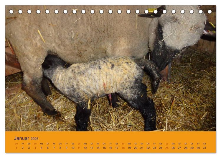 Produktbild: Shropshire Schafe (Tischkalender 2026 DIN A5 quer), CALVENDO Monatskalender