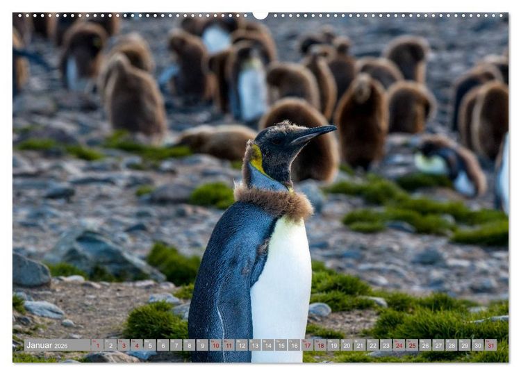 Produktbild: Einfach liebenswert diese Pinguine (hochwertiger Premium Wandkalender 2026 DIN A2 quer), Kunstdruck in Hochglanz