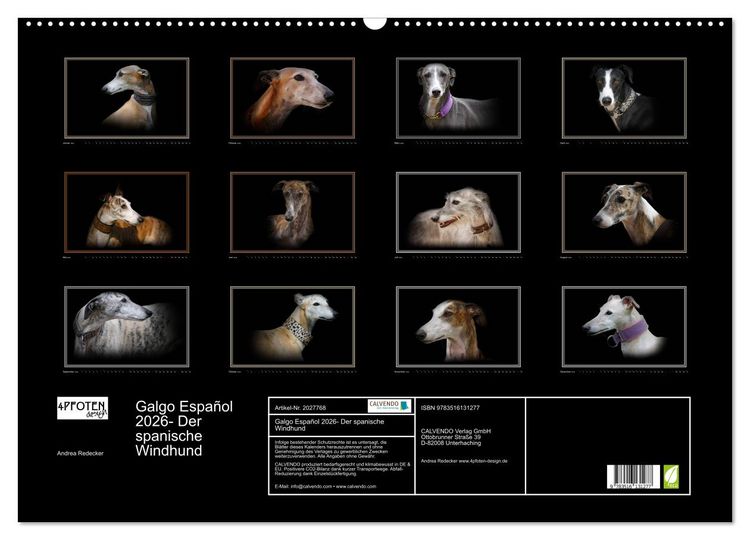 Produktbild: Galgo Espa&ntilde;ol 2026- Der spanische Windhund (Wandkalender 2026 DIN A2 quer), CALVENDO Monatskalender