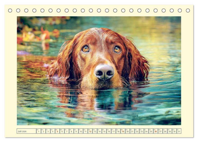 Produktbild: Irish Red Setter. Wo noble Eleganz auf Tatendrang trifft (Tischkalender 2026 DIN A5 quer), CALVENDO Monatskalender
