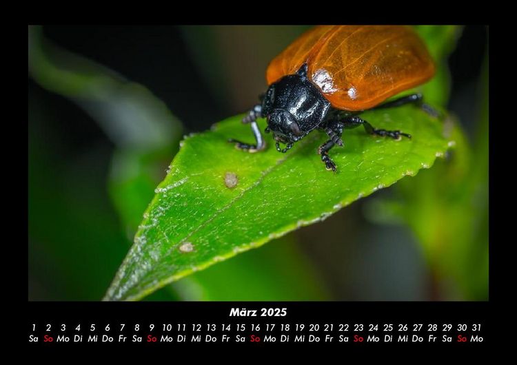 Produktbild: Pflanzen und Bl&uuml;ten 2025 Fotokalender DIN A3