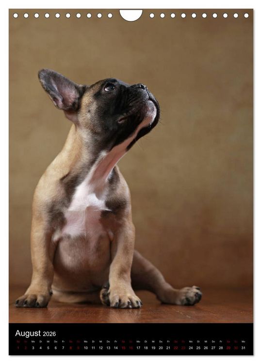 Produktbild: Bullys mit Charme - Franz&ouml;sische Bulldoggen im Portrait (Wandkalender 2026 DIN A4 hoch), CALVENDO Monatskalender