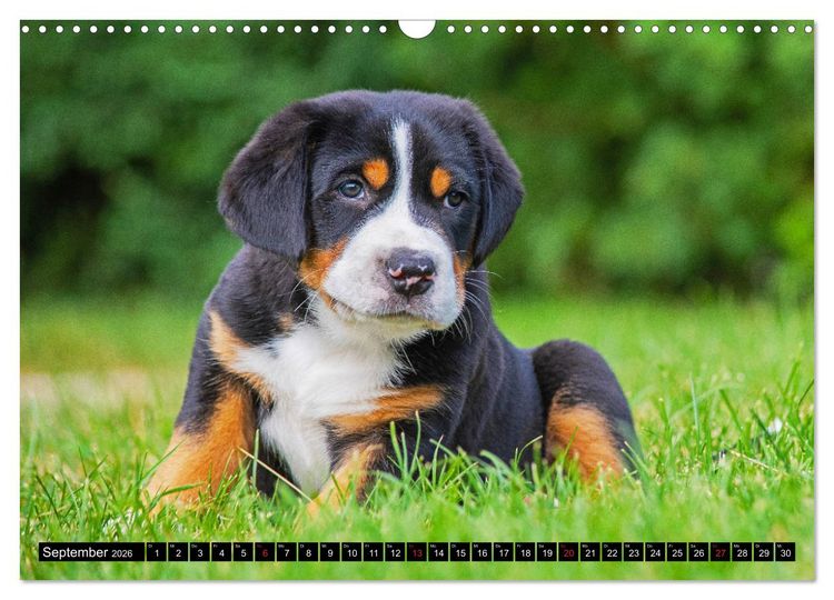 Produktbild: Ein Hund zum Verlieben - Gro&szlig;er Schweizer Sennenhund (Wandkalender 2026 DIN A3 quer), CALVENDO Monatskalender