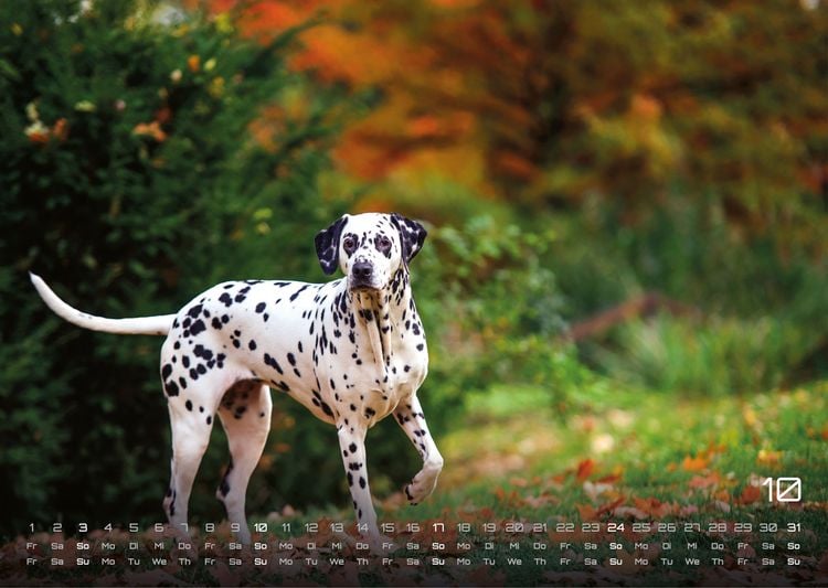 Produktbild: Wuff - Unsere Vierbeiner - Der Hundekalender - 2027 - Kalender DIN A3