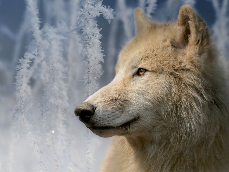 Produktbild: Polarwolf (Puzzle)