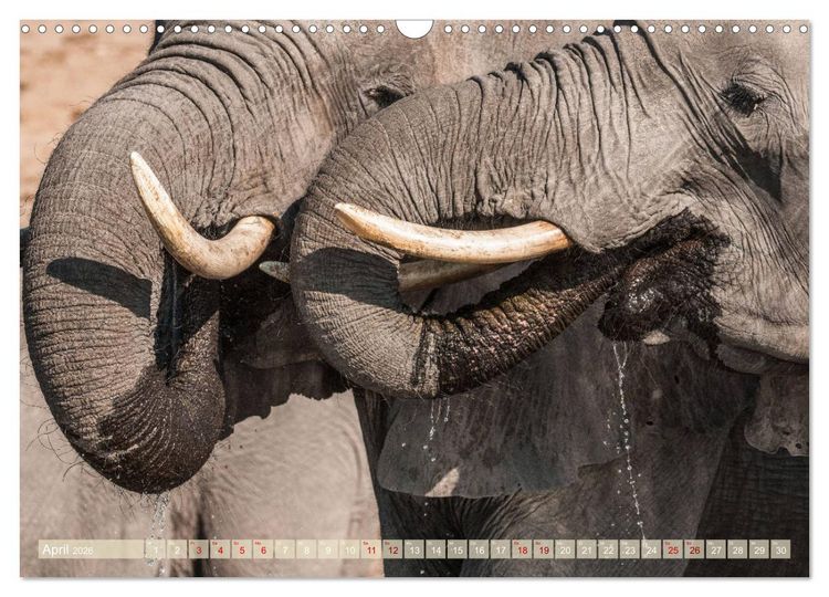 Produktbild: Chobe River - Eine spannende Flussfahrt in Botswana (Wandkalender 2026 DIN A3 quer), CALVENDO Monatskalender