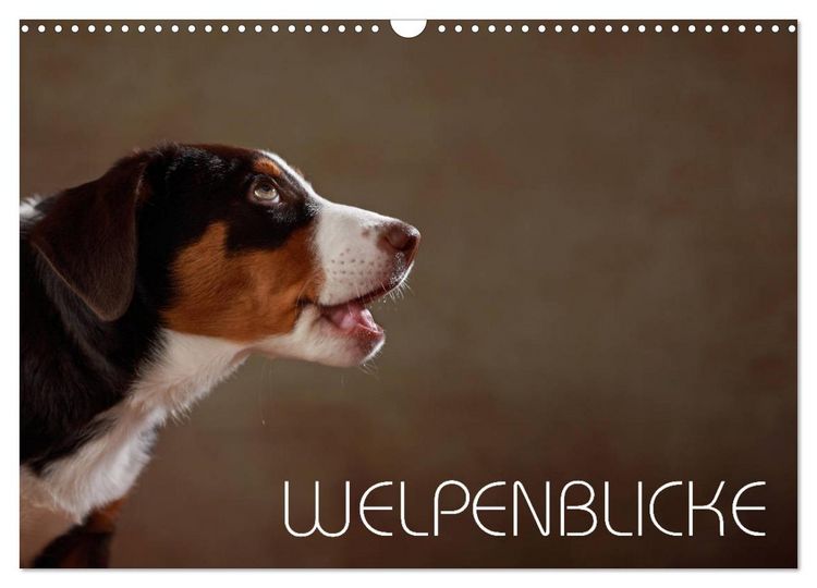 Produktbild: Welpenblicke (Wandkalender 2026 DIN A3 quer), CALVENDO Monatskalender