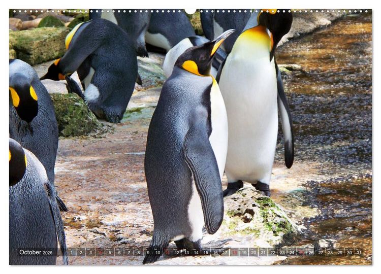Produktbild: Penguins Unique and amazing birds (High Quality Premium Wall Calendar 2026 DIN A2 landscape),CALVENDO 12 Month Wall Calendar