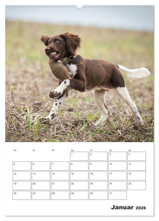 Produktbild: Geboren um zu Jagen. Der kleine M&uuml;nsterl&auml;nder (hochwertiger Premium Wandkalender 2026 DIN A2 hoch), Kunstdruck in Hochglanz