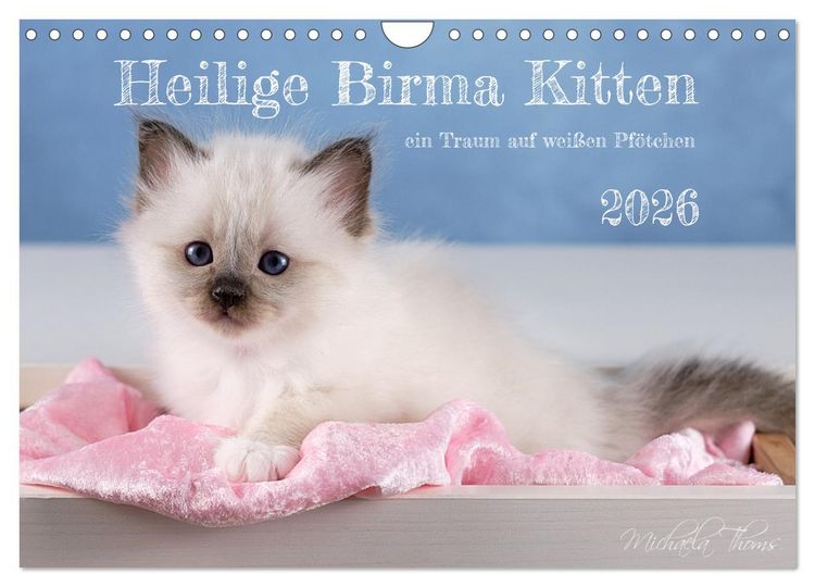 Produktbild: Heilige Birma Kitten - ein Traum auf wei&szlig;en Pf&ouml;tchen (Wandkalender 2026 DIN A4 quer), CALVENDO Monatskalender