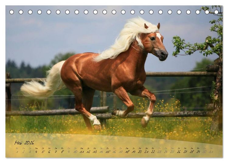 Produktbild: Haflinger-Pferde in Reinzucht (Tischkalender 2026 DIN A5 quer), CALVENDO Monatskalender