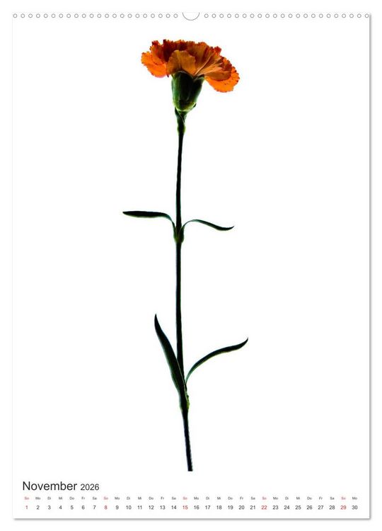 Produktbild: Blumen pur (hochwertiger Premium Wandkalender 2026 DIN A2 hoch), Kunstdruck in Hochglanz