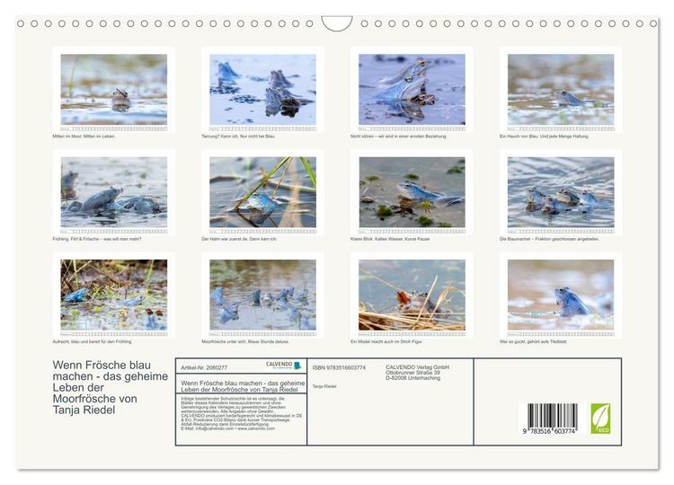 Produktbild: Wenn Fr&ouml;sche blau machen - das geheime Leben der Moorfr&ouml;sche von Tanja Riedel (Wandkalender 2026 DIN A3 quer), CALVENDO Monatskalender