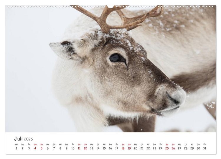 Produktbild: Rentiere (hochwertiger Premium Wandkalender 2026 DIN A2 quer), Kunstdruck in Hochglanz