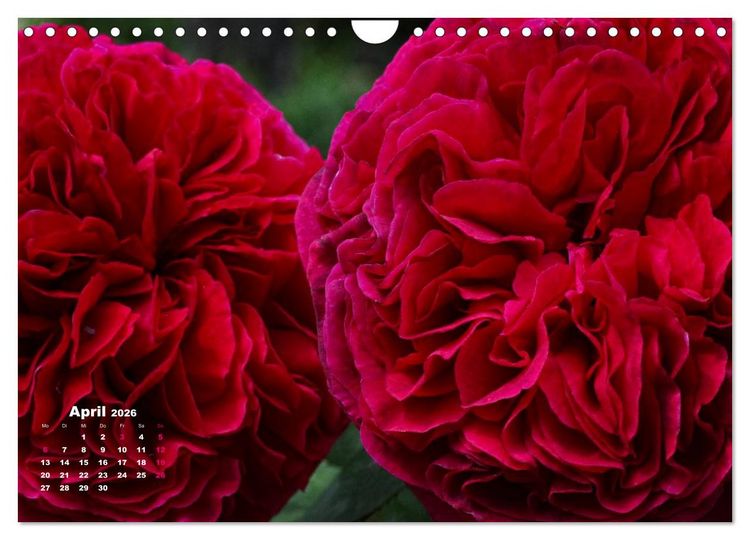 Produktbild: Zauberhafter Rosenreigen (Wandkalender 2026 DIN A4 quer), CALVENDO Monatskalender