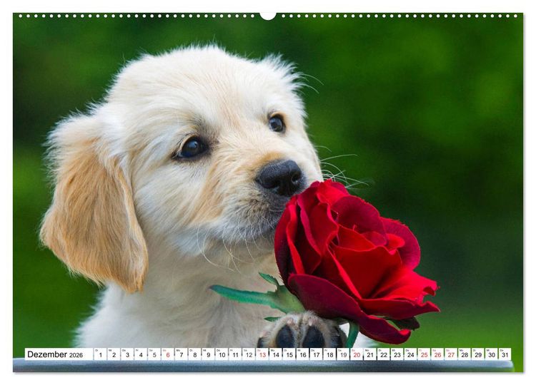 Produktbild: Goldige Herzensbrecher - Golden Retriever Welpen (hochwertiger Premium Wandkalender 2026 DIN A2 quer), Kunstdruck in Hochglanz