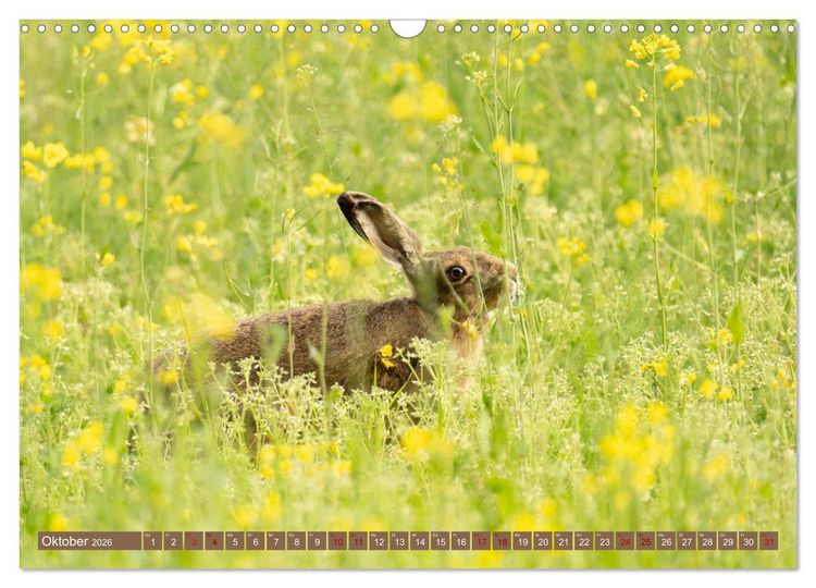 Produktbild: Feldhasen unterwegs in Wald und Flur (Wandkalender 2026 DIN A3 quer), CALVENDO Monatskalender