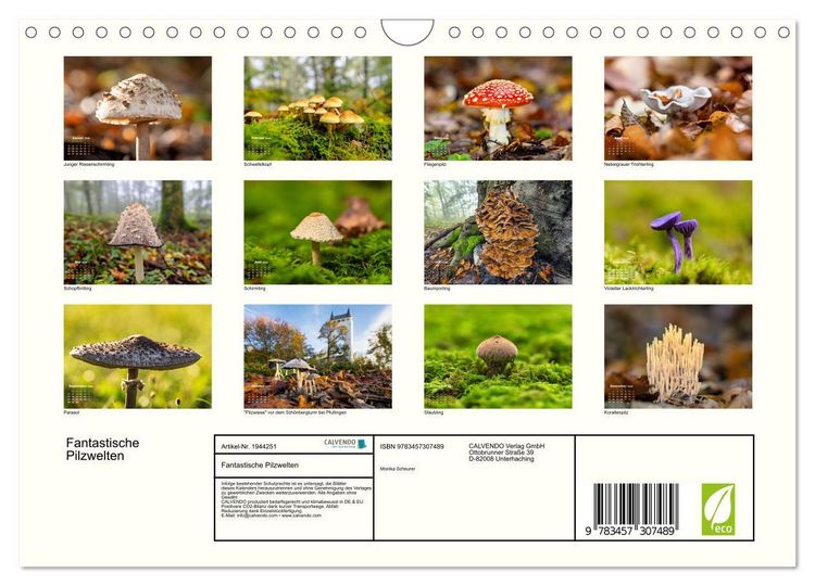 Produktbild: Fantastische Pilzwelten (Wandkalender 2026 DIN A4 quer), CALVENDO Monatskalender